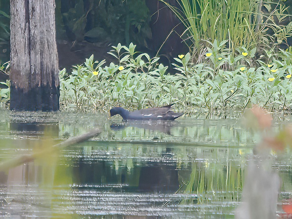 Common Gallinule - ML600345751