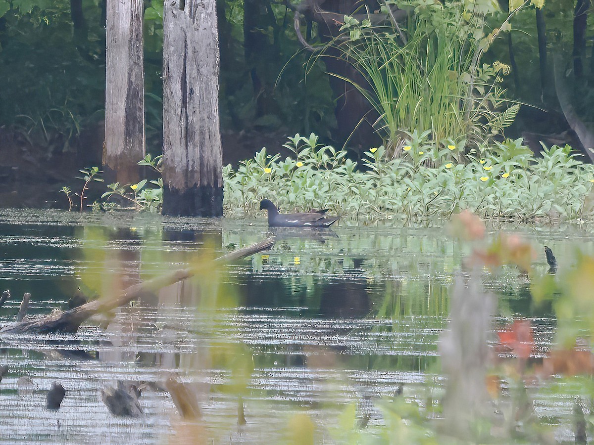 Common Gallinule - Daniel Kaplan