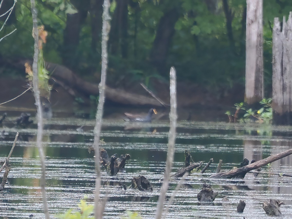 Common Gallinule - ML600345771
