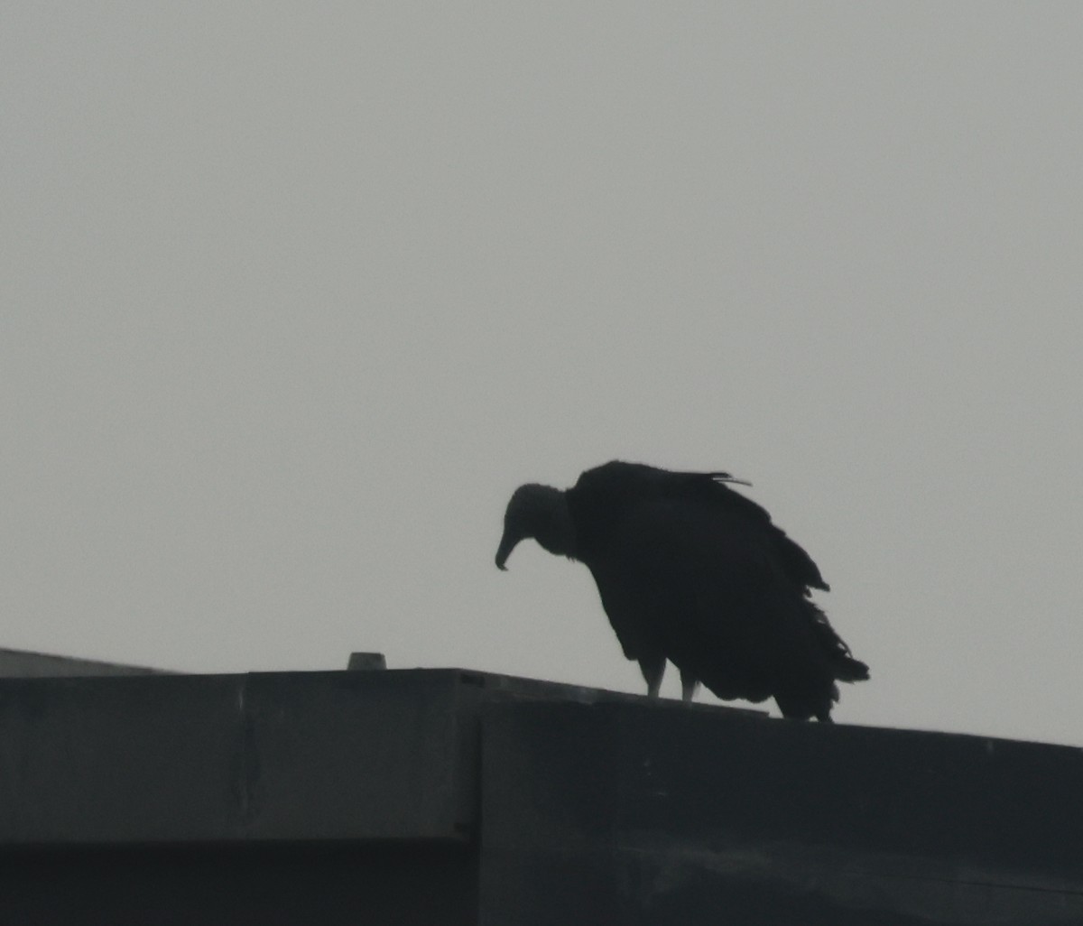 Black Vulture - ML600346031