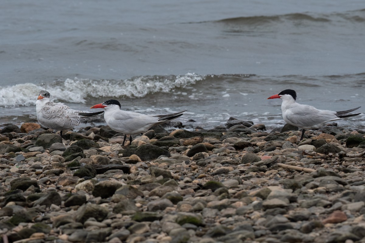 Caspian Tern - ML600346381