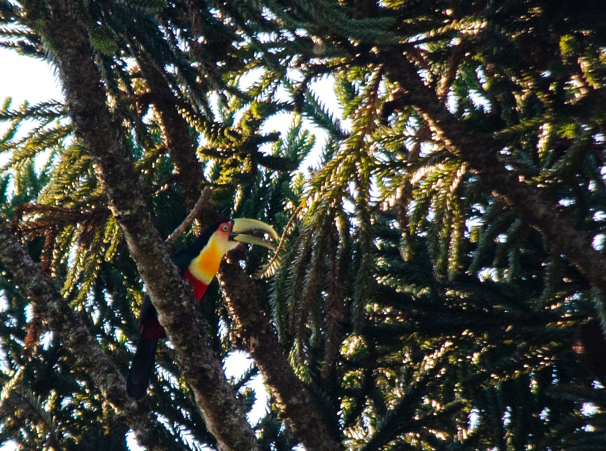 Red-breasted Toucan - ML600346621