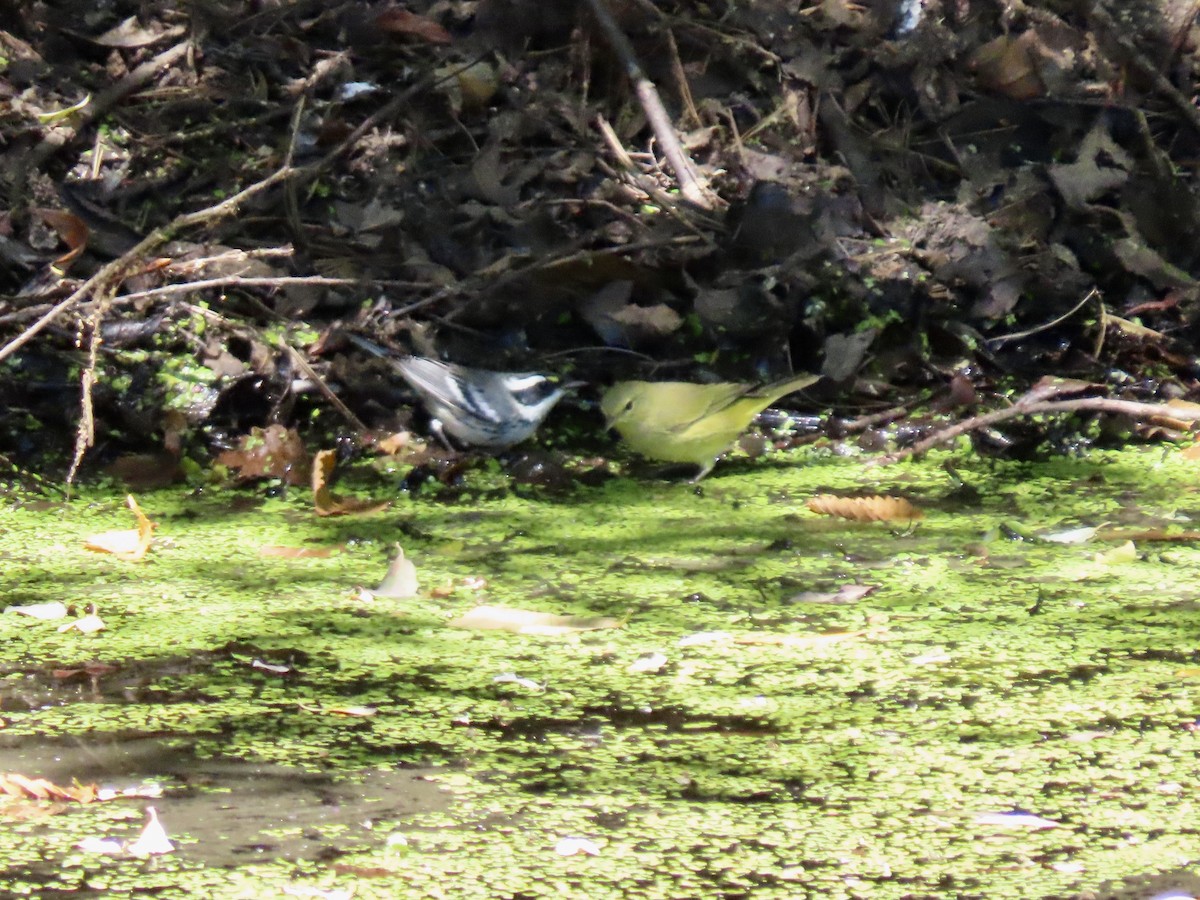 Black-throated Gray Warbler - ML600348701