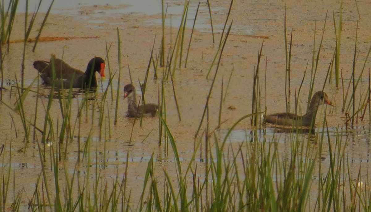 Common Gallinule - Amy Lawes