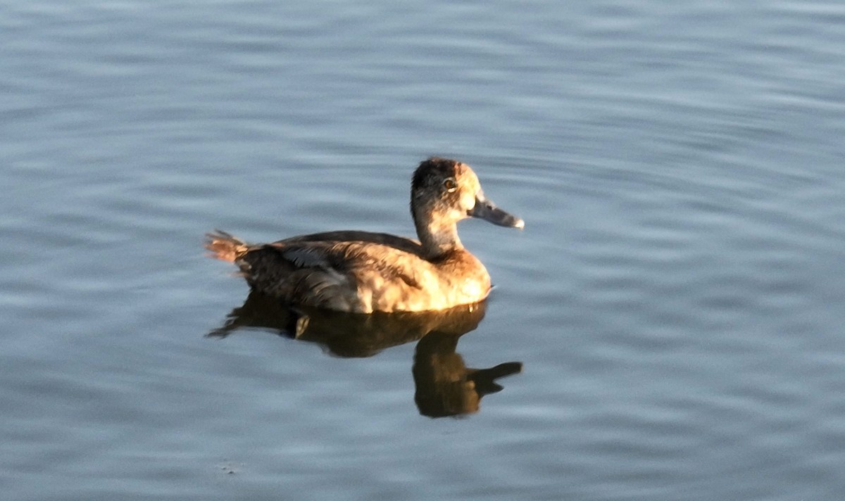 Ring-necked Duck - ML600349591