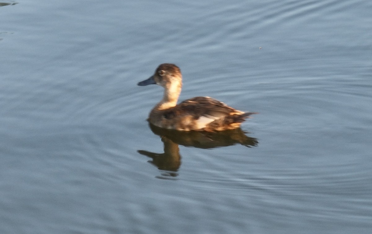 Ring-necked Duck - ML600349601