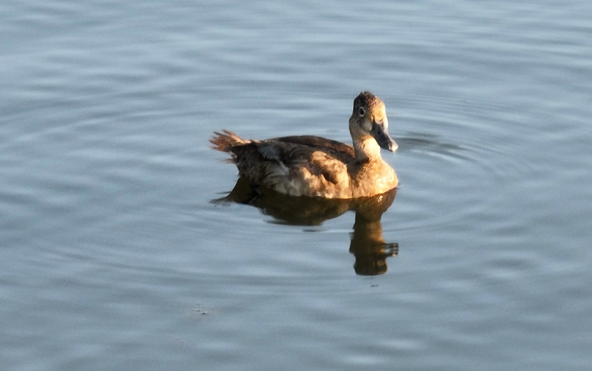 Ring-necked Duck - ML600349611