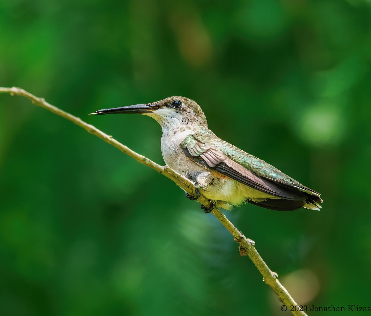 Ruby-throated Hummingbird - Jonathan Klizas