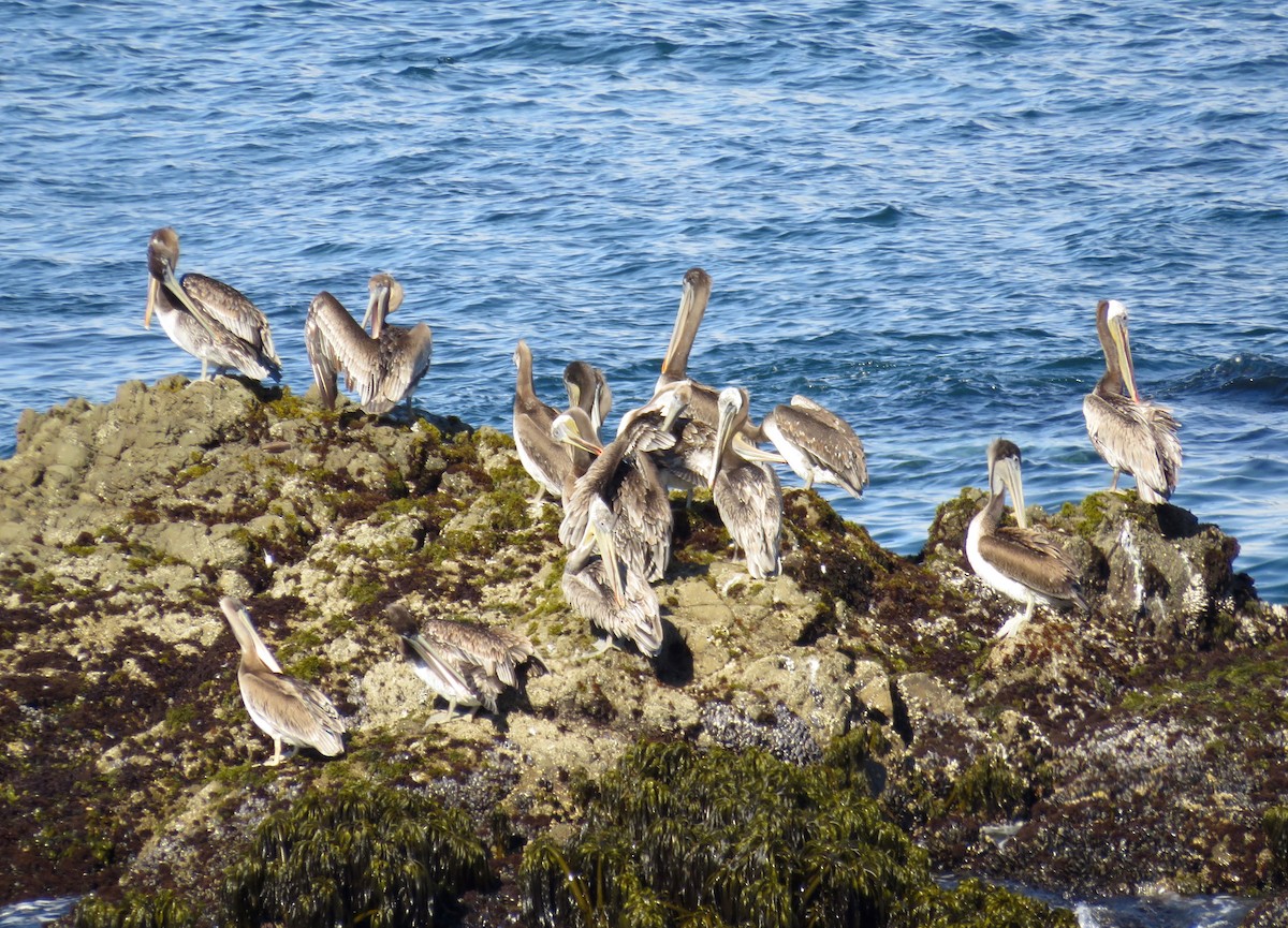 pelikán hnědý - ML600349721