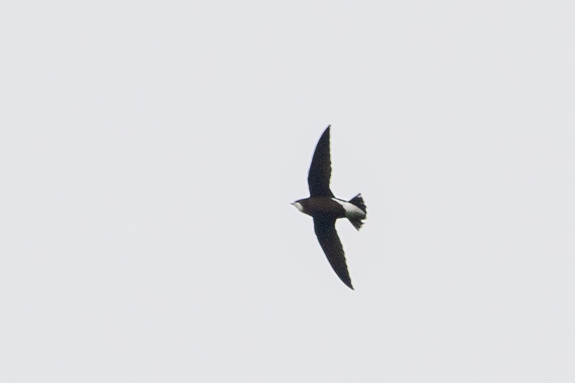 White-throated Needletail - ML600349741