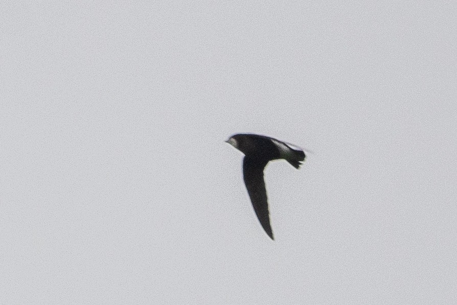 White-throated Needletail - ML600349751