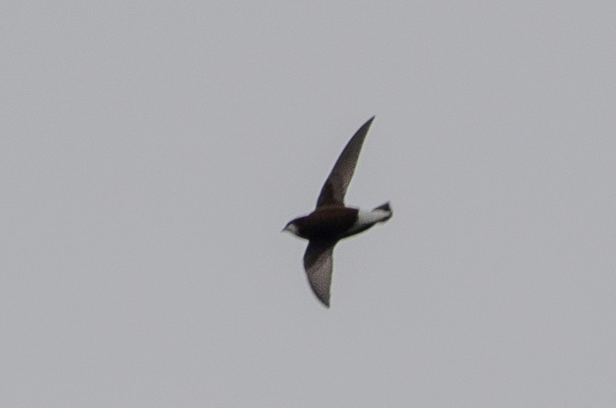 White-throated Needletail - ML600349761
