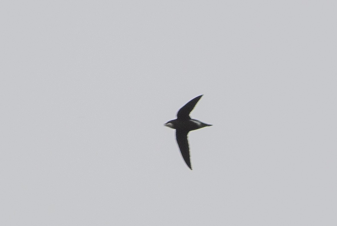 White-throated Needletail - ML600349771