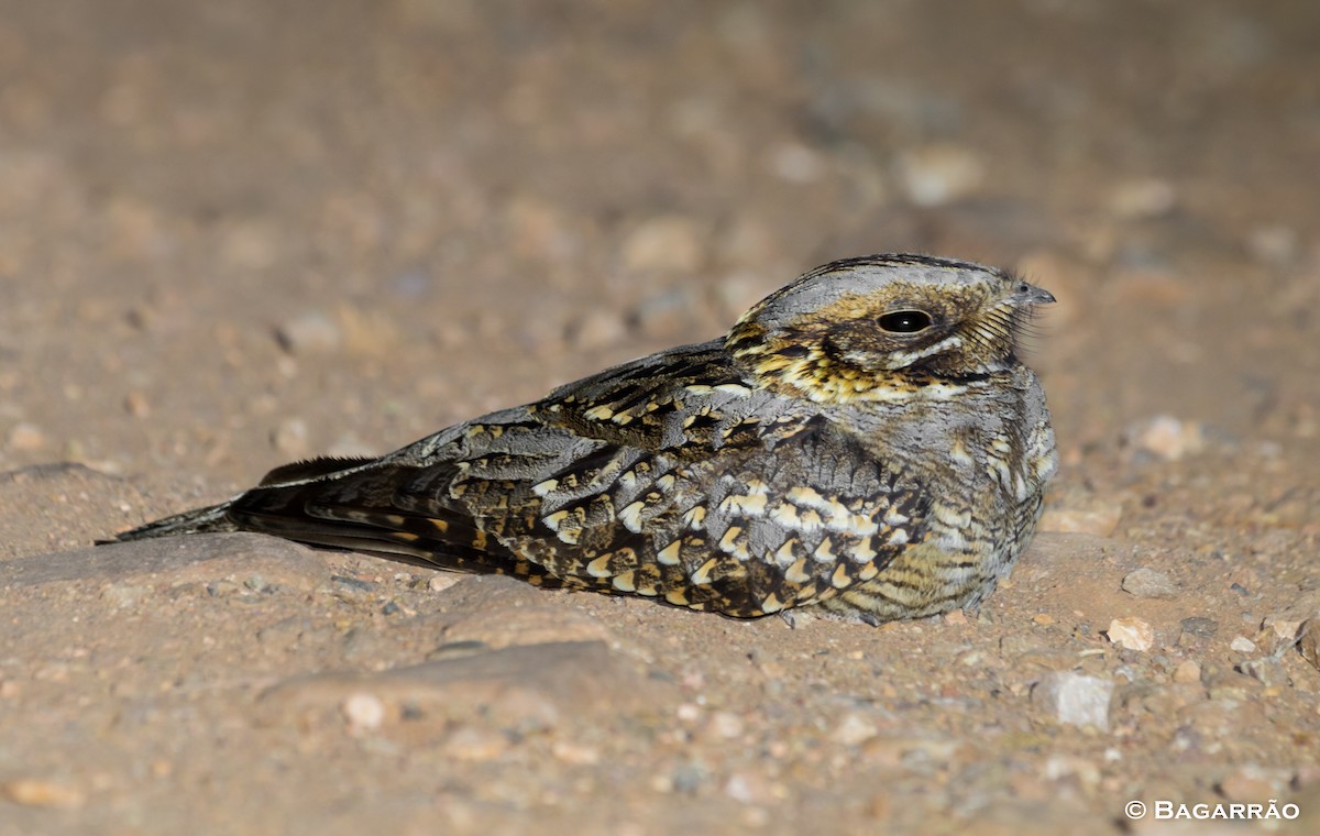 Red-necked Nightjar - ML60034981