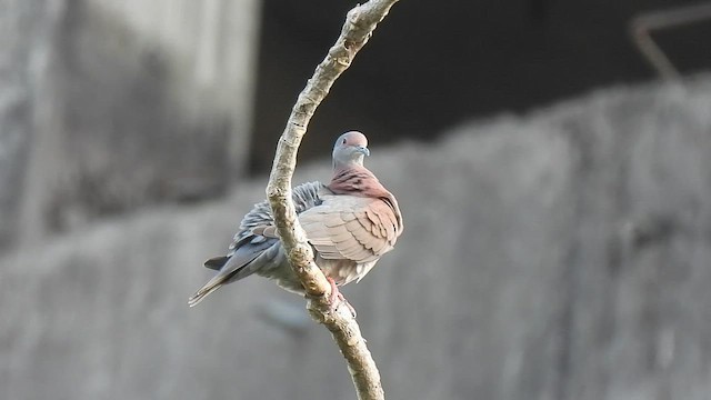 Pigeon rousset - ML600351771