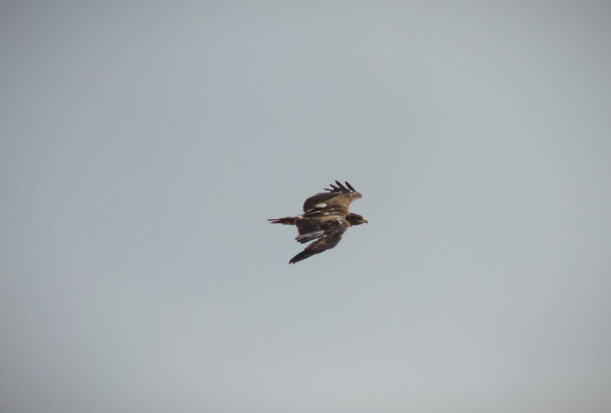 Águila Pomerana - ML600352471