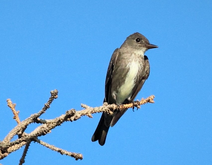 Olive-sided Flycatcher - ML600352591