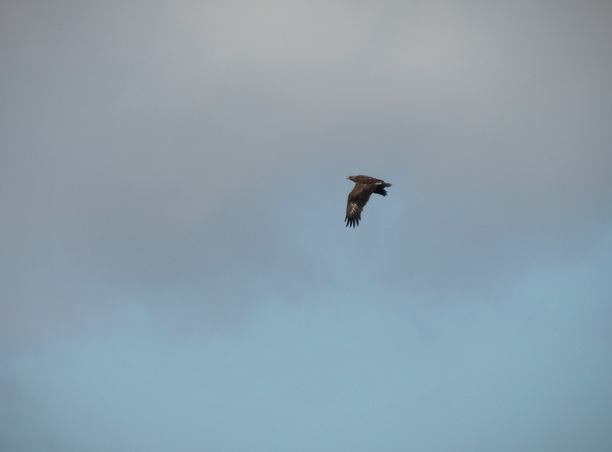 Lesser Spotted Eagle - ML600353031