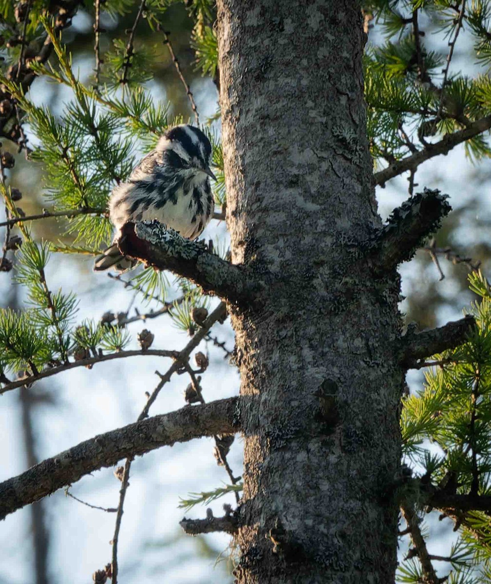 Black-and-white Warbler - ML600353091