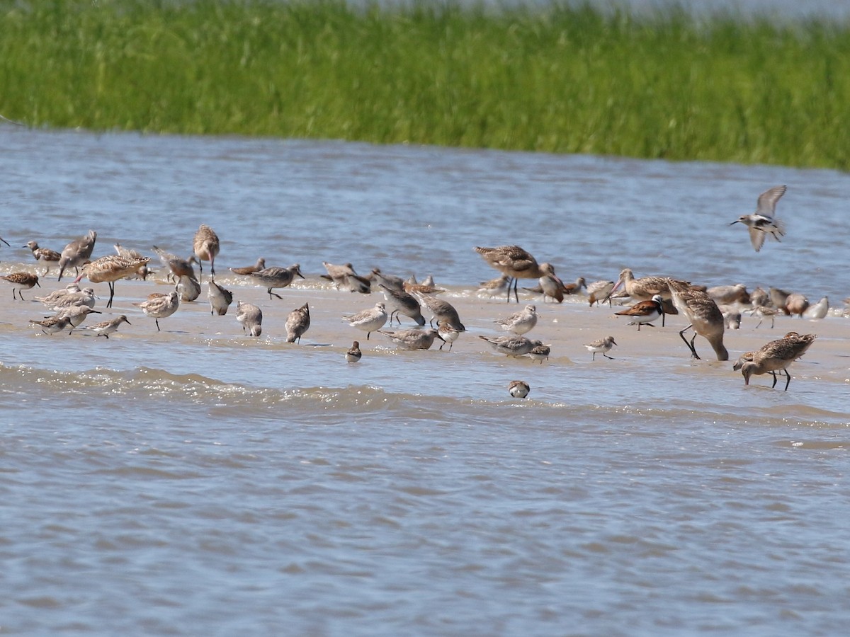 Marbled Godwit - ML60035311