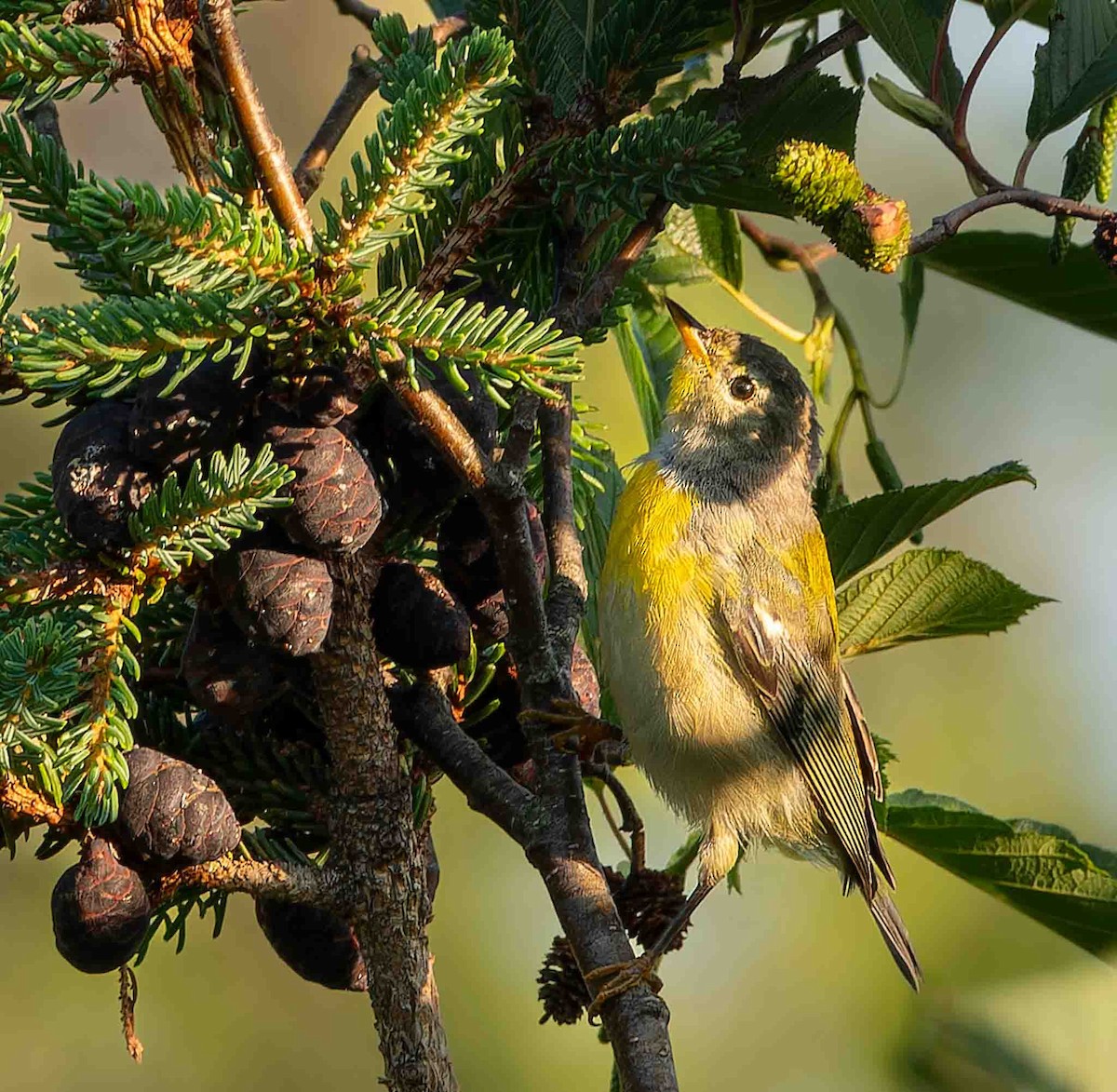 Northern Parula - ML600354391