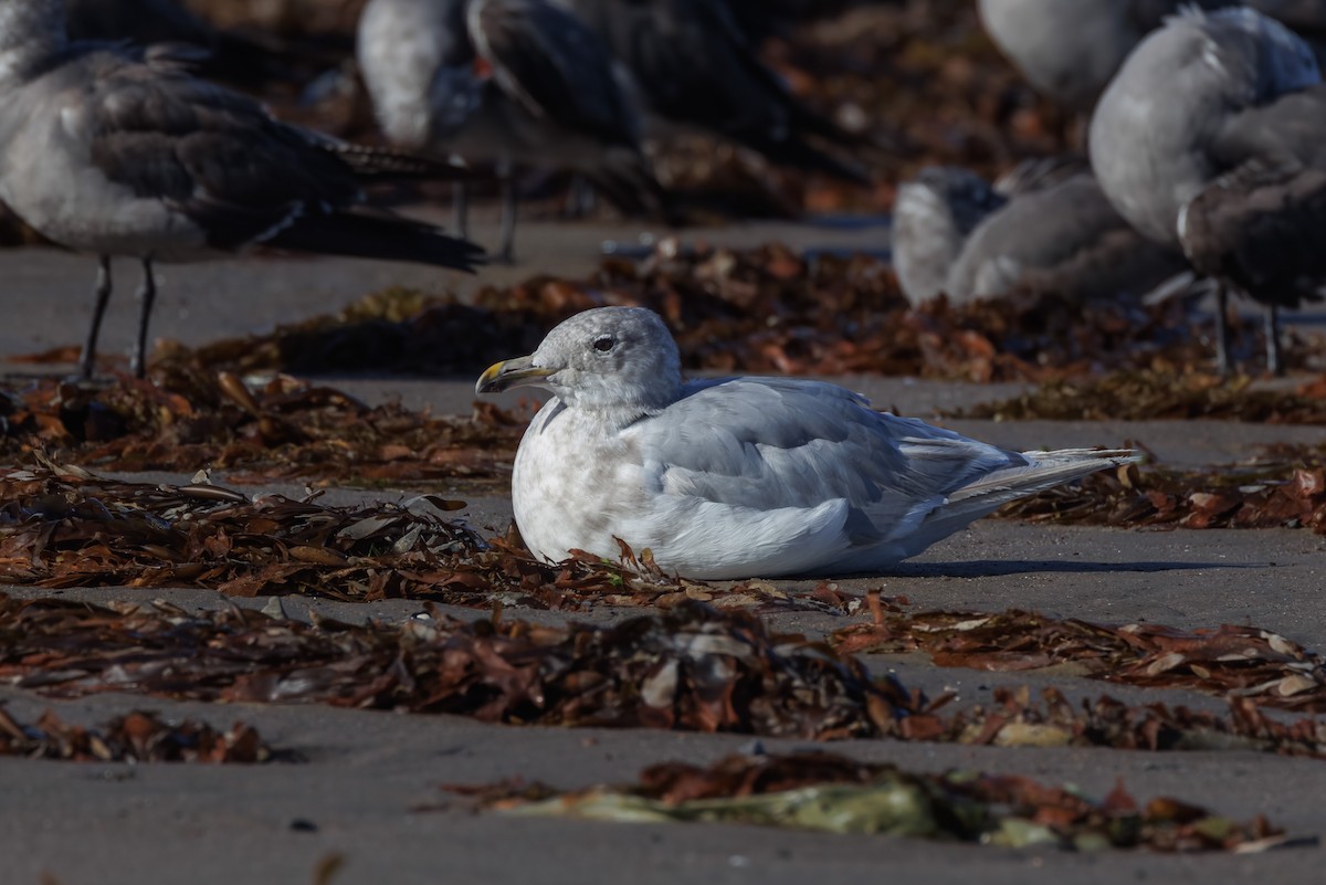 Glaucous-winged Gull - John Callender
