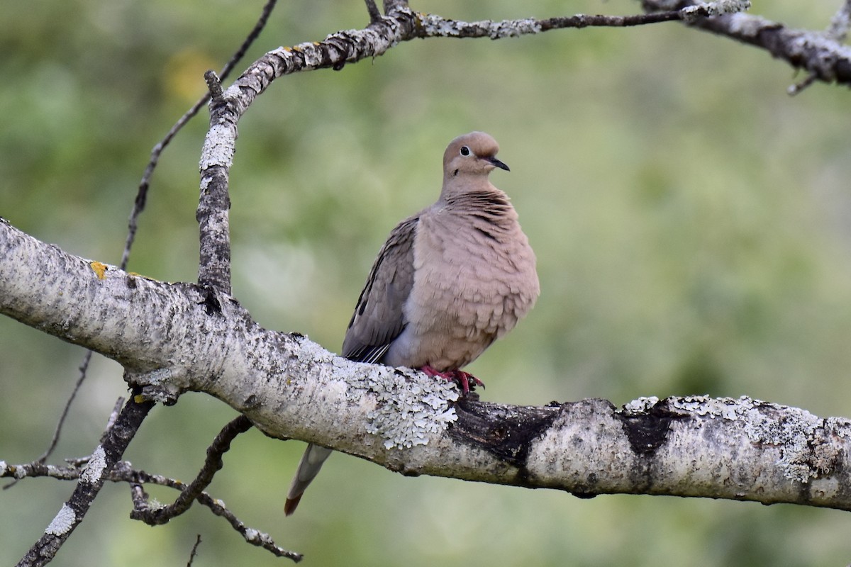 Mourning Dove - ML600355101