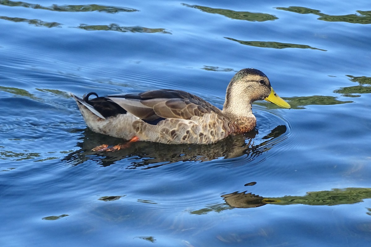 Mallard - Diane Yorgason-Quinn