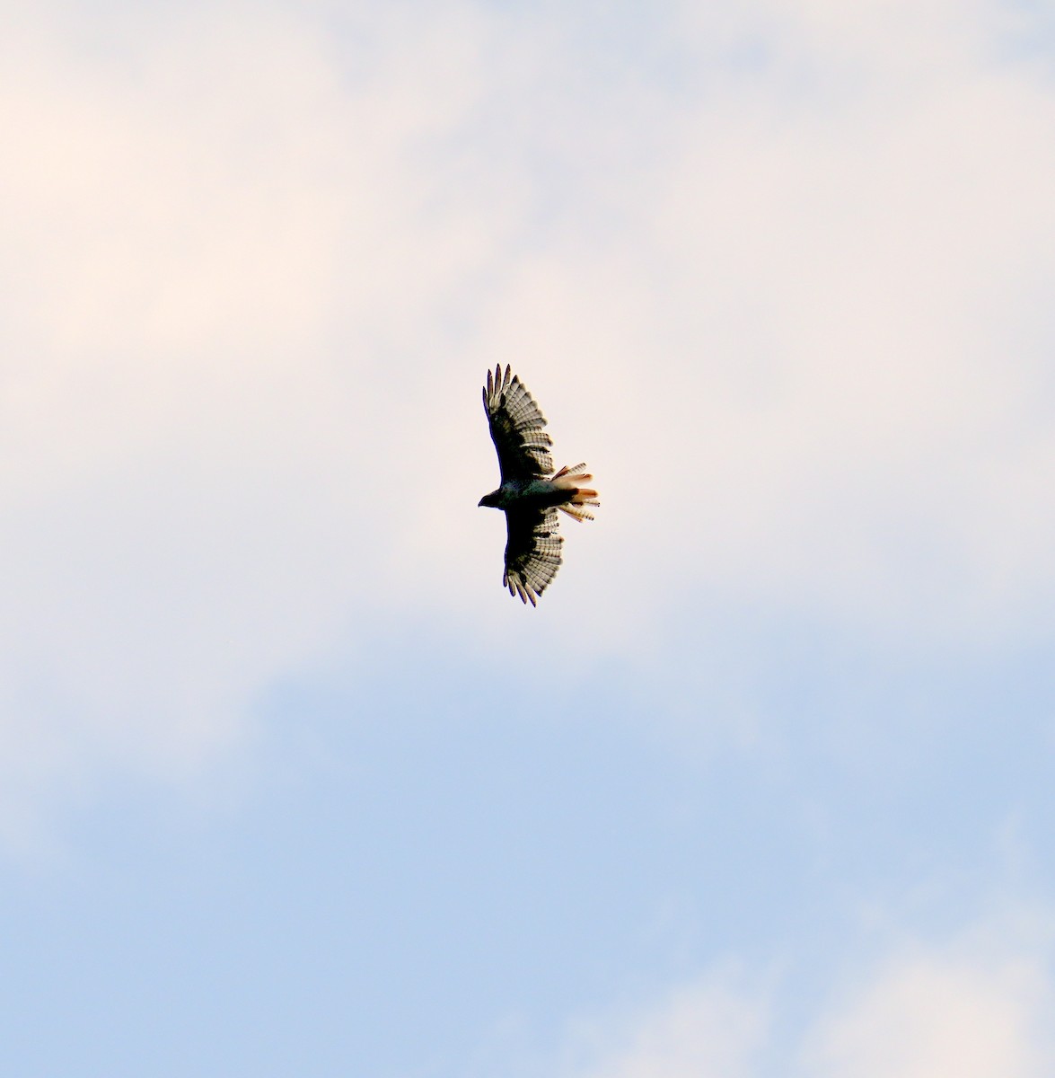 Red-tailed Hawk - ML600355491