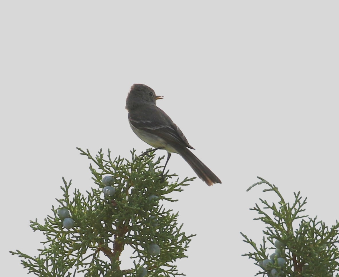 Gray Flycatcher - ML600355591