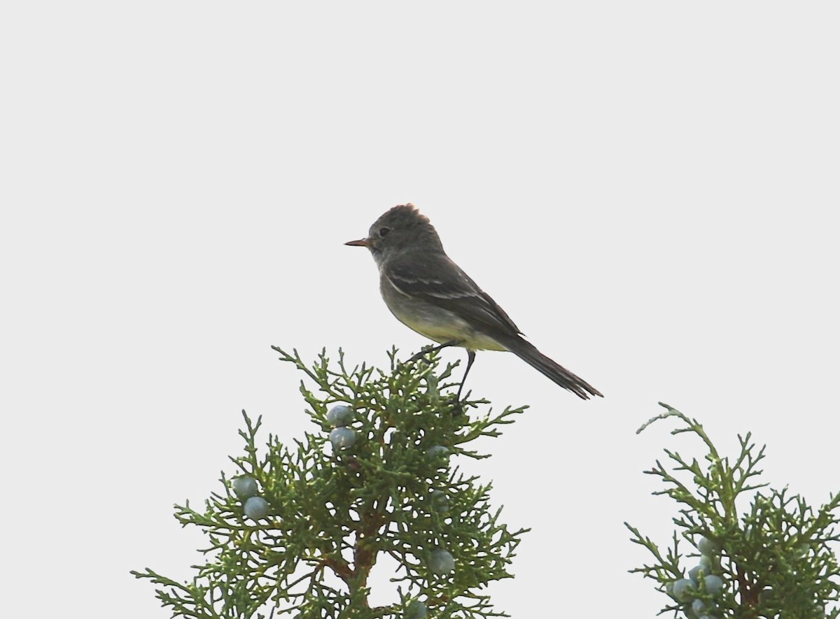 Gray Flycatcher - ML600355601