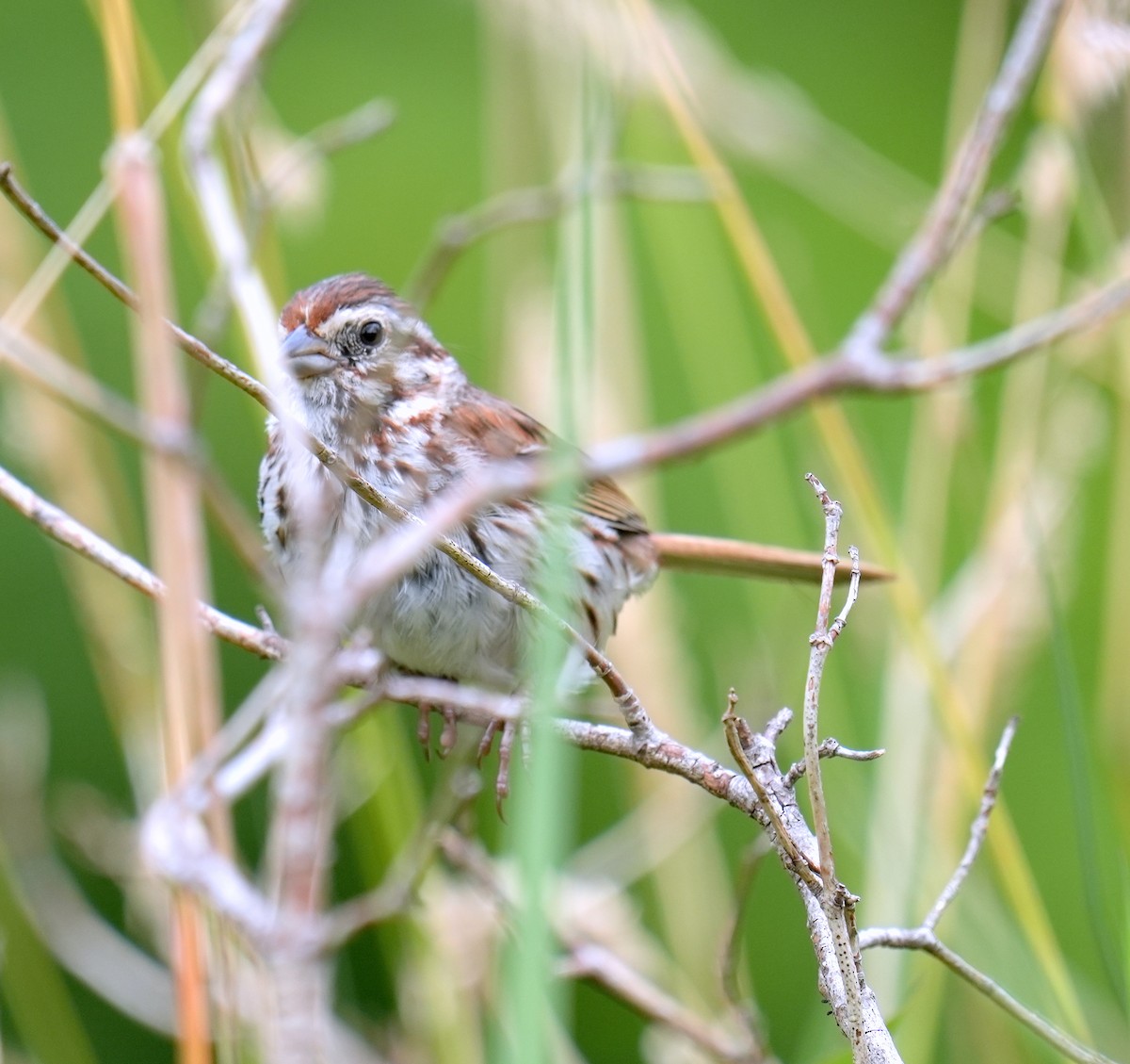 Song Sparrow - ML600355721