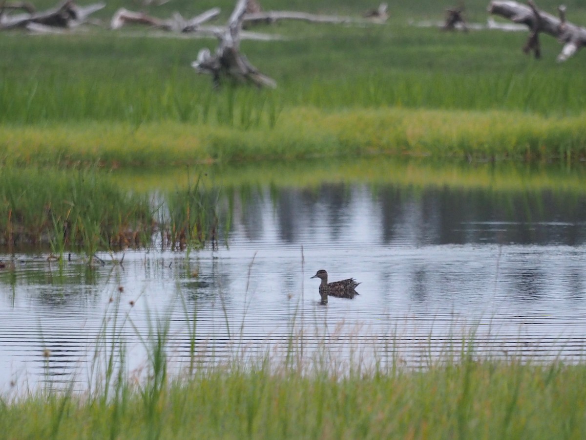 Green-winged Teal - ML600355801