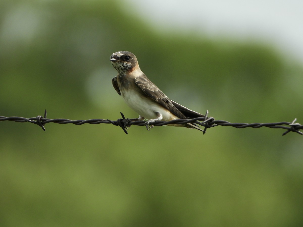 Cliff Swallow - ML600357291