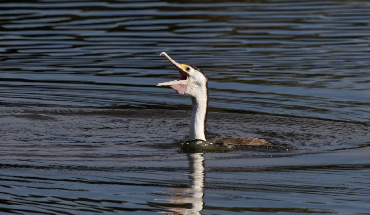 Pied Cormorant - Travis Vance