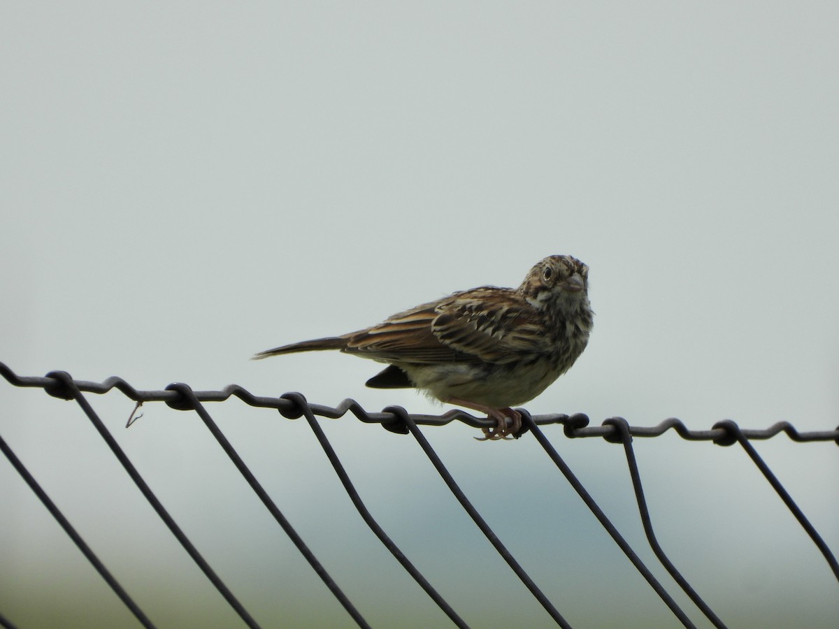 Vesper Sparrow - ML600358101