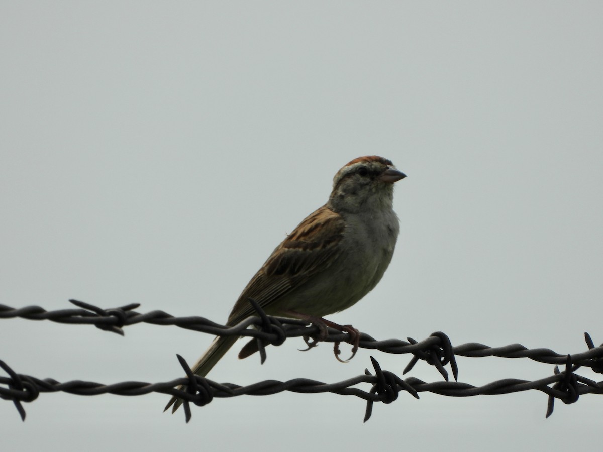 Chipping Sparrow - ML600358211