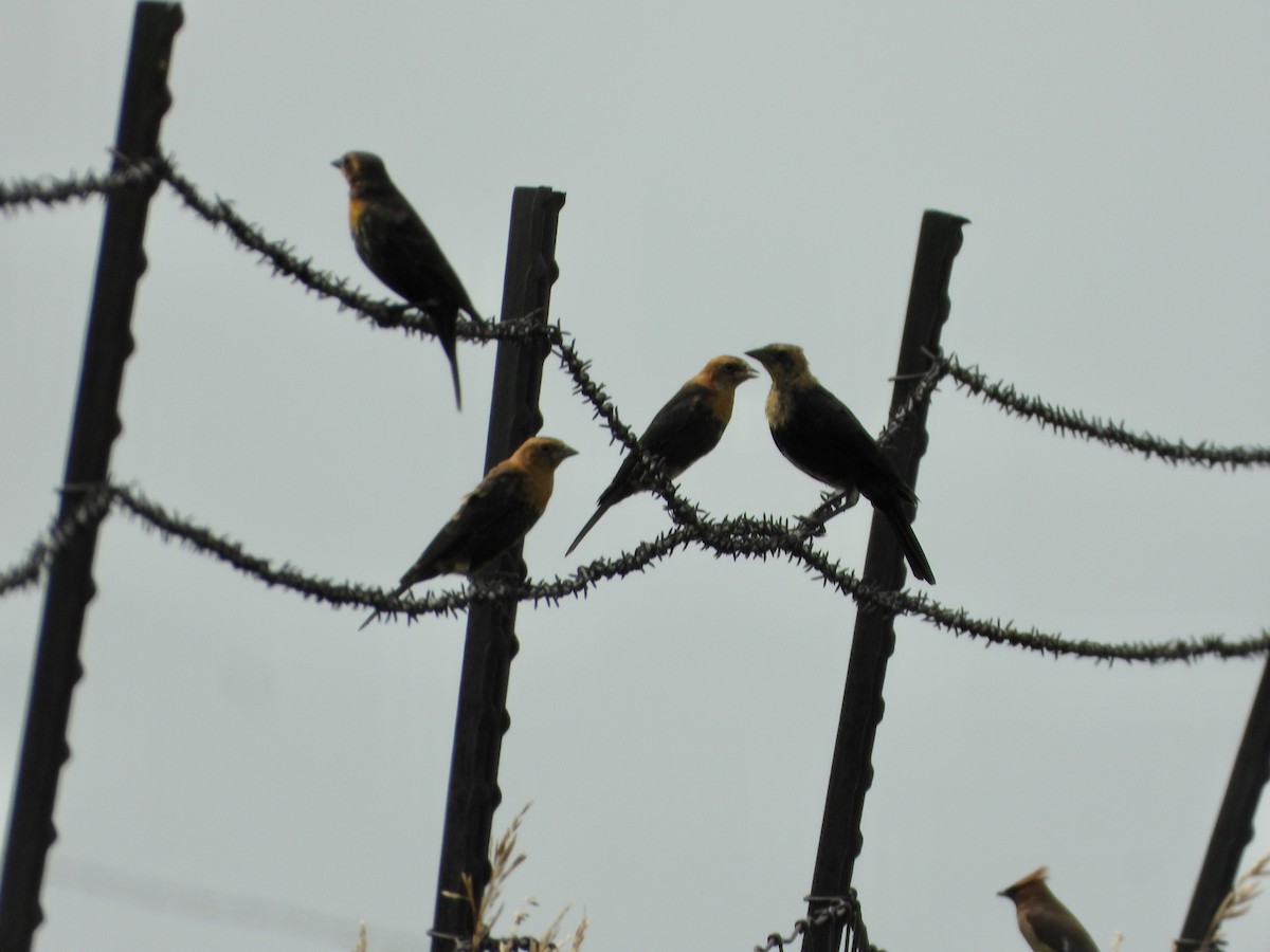 Yellow-headed Blackbird - ML600358411