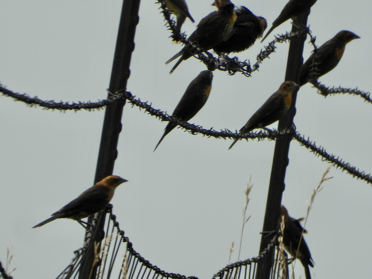 Yellow-headed Blackbird - ML600358421