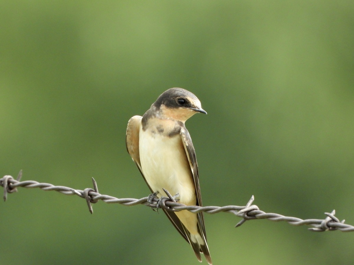 Barn Swallow - ML600358481