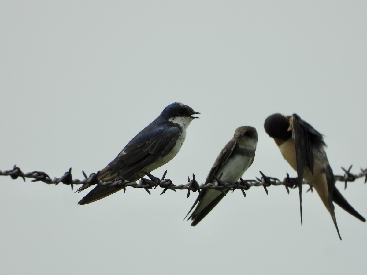 Tree Swallow - ML600358551