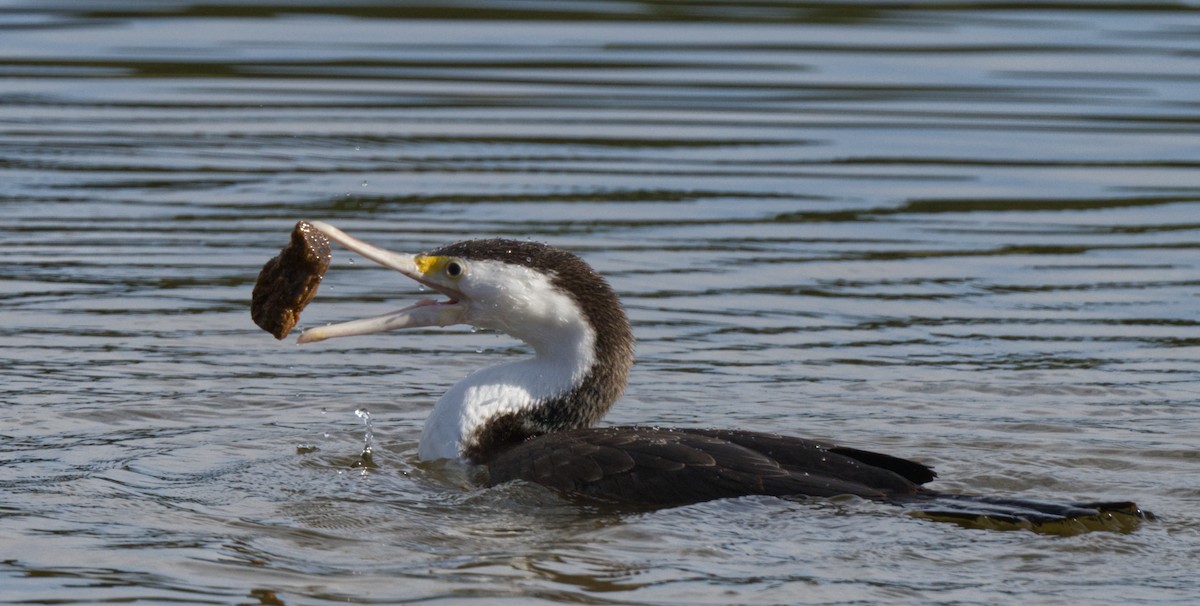 Pied Cormorant - Travis Vance