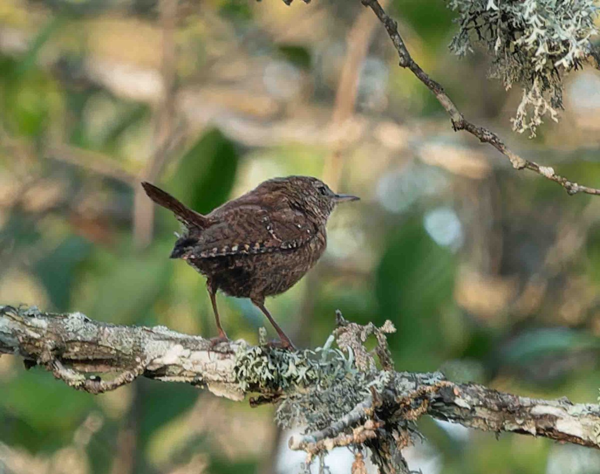 Troglodyte des forêts - ML600358951