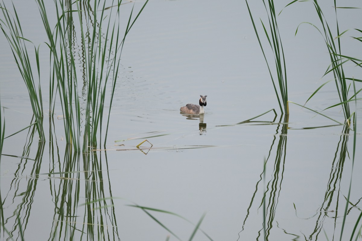 Great Crested Grebe - ML600358971