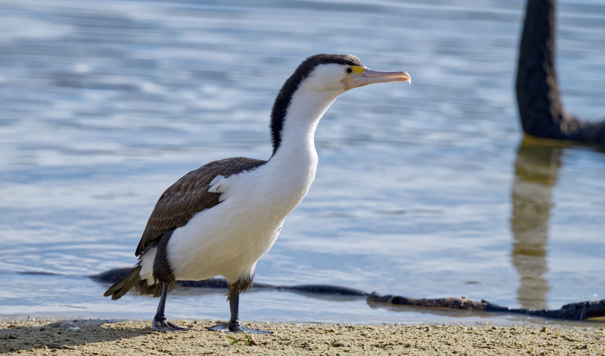 Pied Cormorant - Travis Vance