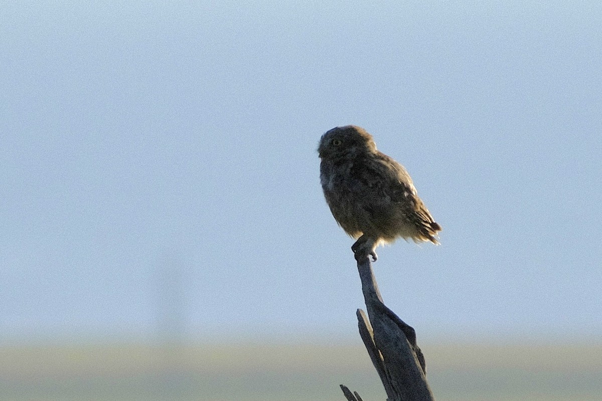 Little Owl - ML600361971