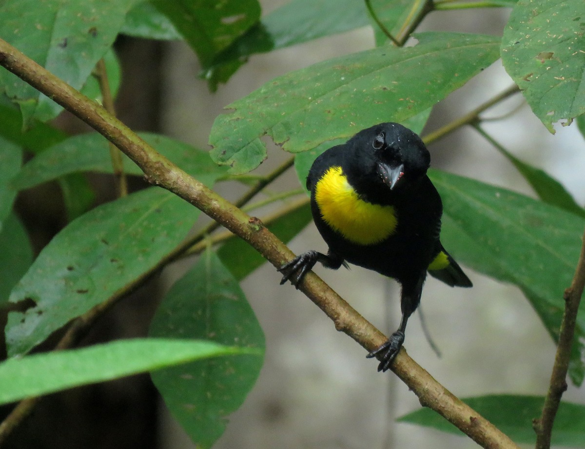 Golden-chested Tanager - Iván Lau