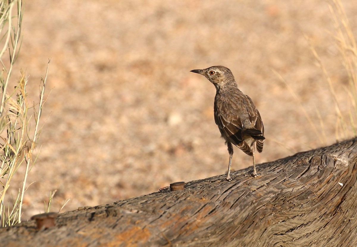 Sage Thrasher - ML600363051