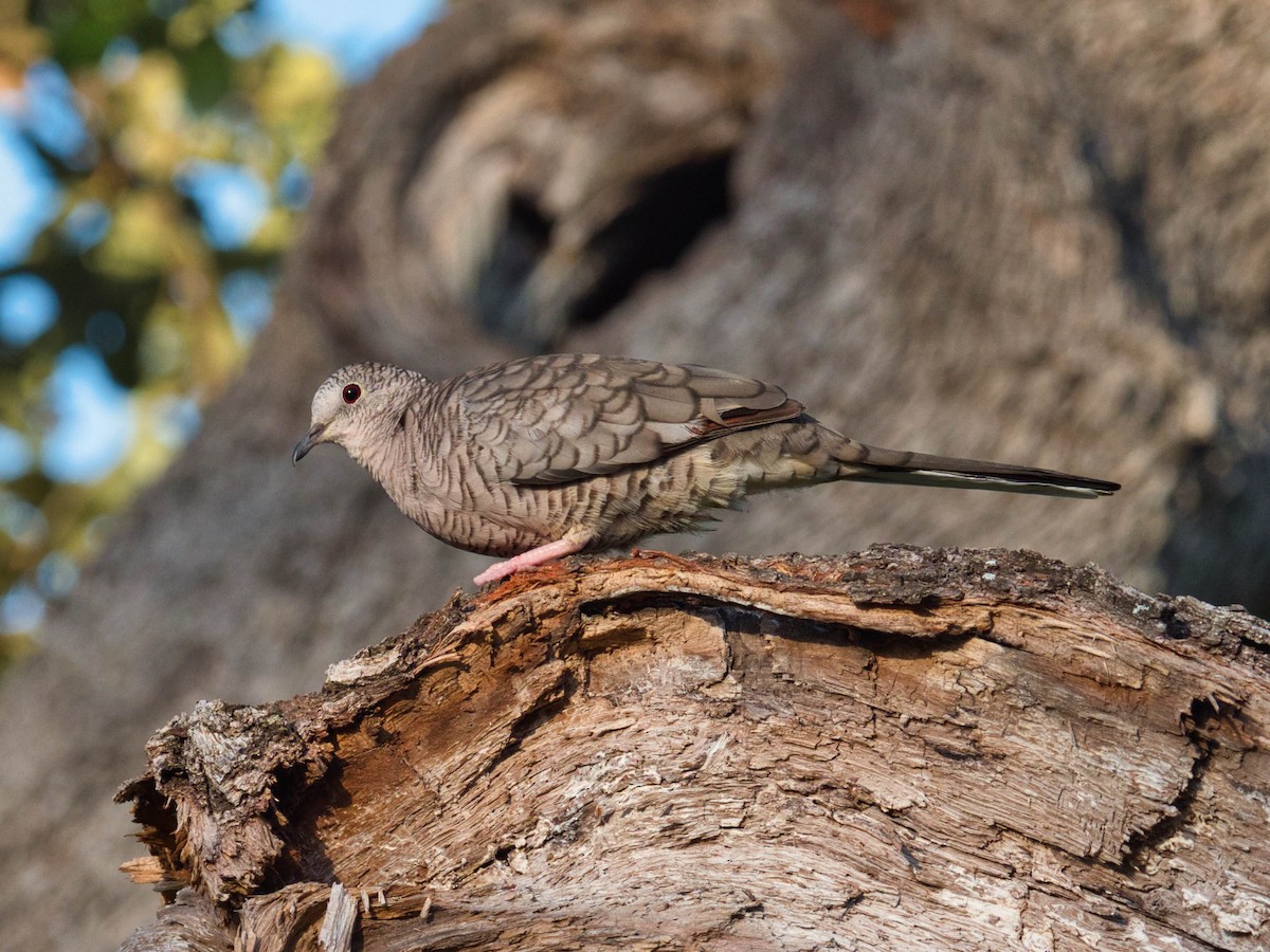 Inca Dove - Eric Carpenter