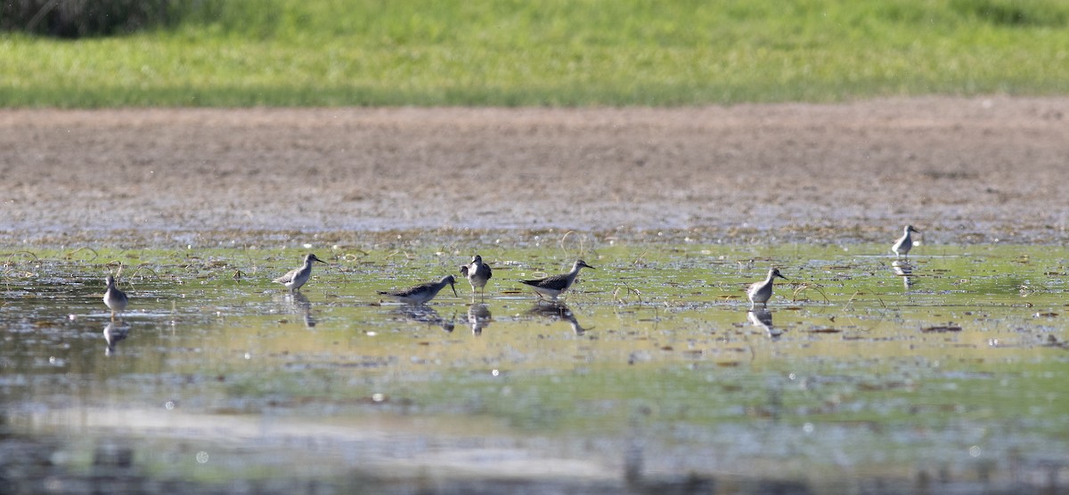 Lesser Yellowlegs - ML600363081